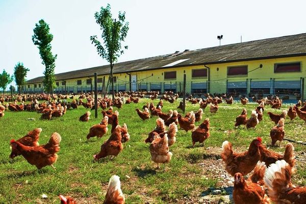 chicken01
