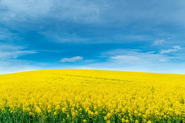 cookingoilfields